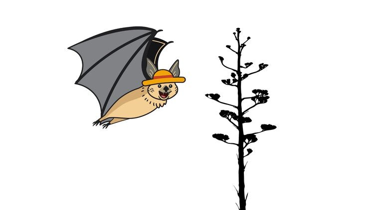 Bats and Mezcal: The Hidden Connection