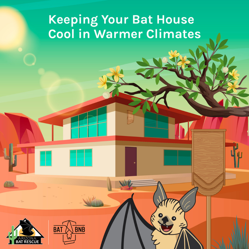 Keeping Your Bat House Cool in Warmer Climates