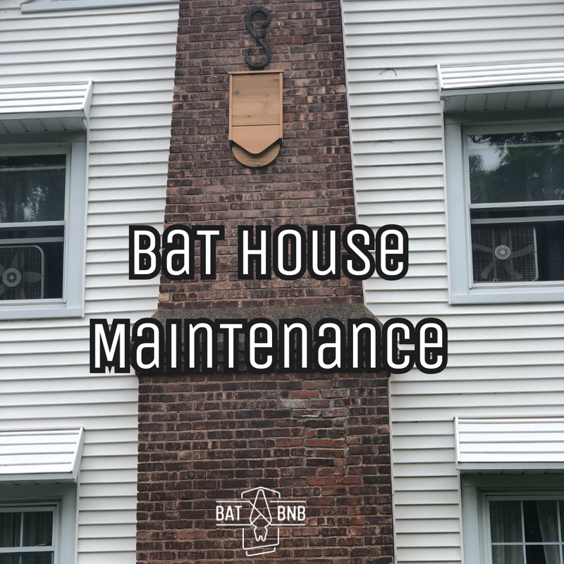 Bat House Maintenance Guide