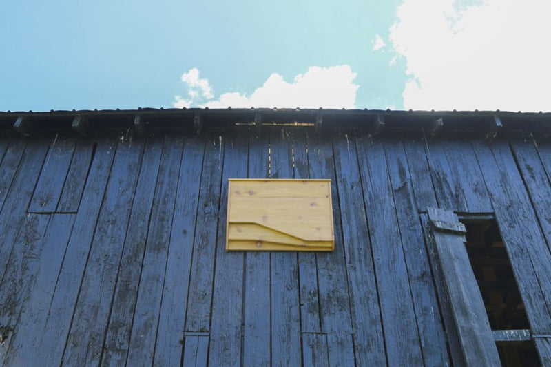 10 Ways to Contribute to Bat Conservation