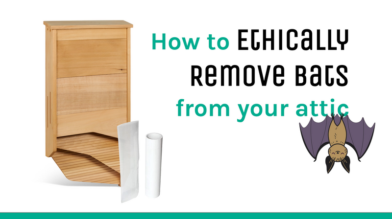 How to Ethically Remove Bats from a Building