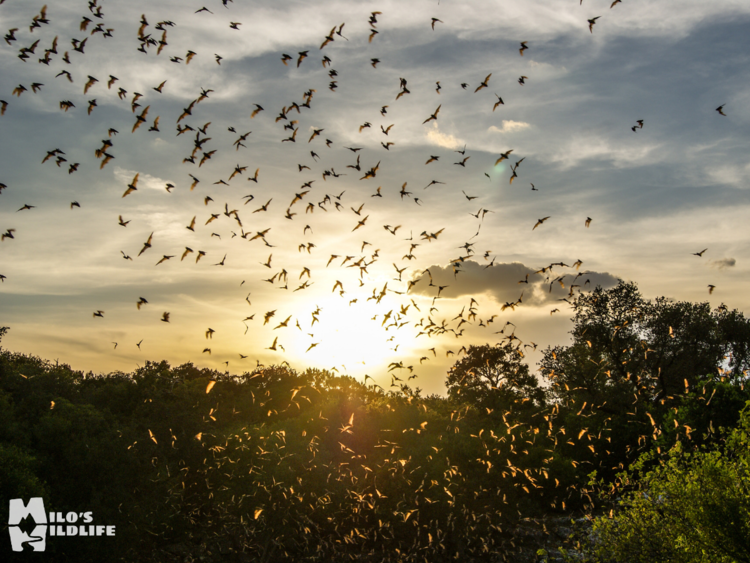 Discover Bracken Bat Cave: San Antonio, Texas