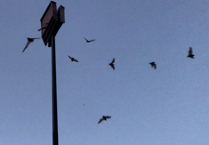 Customer Experience: Bat Heaven