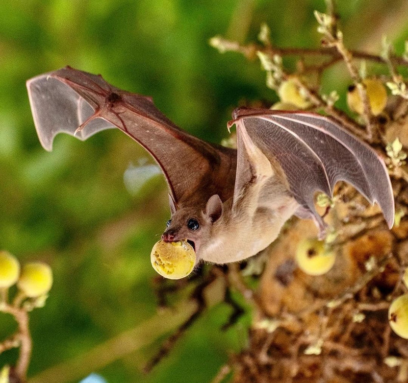 Meet The Award Winning Bat Photographer: Yuval Barkai