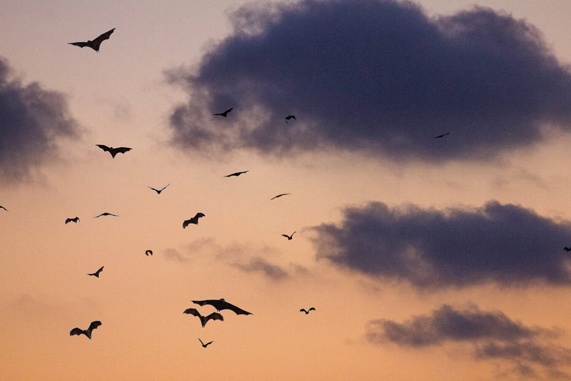Eerie History: How Did Bats Become a Halloween Mascot?