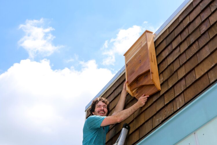 How to hang your bat house: A step-by-step guide!