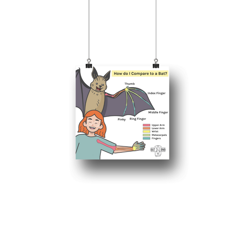 Poster: How do I Compare to a Bat - BatBnB